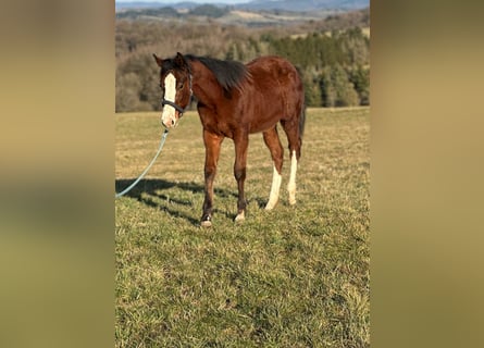 Paint Horse, Hengst, 1 Jaar