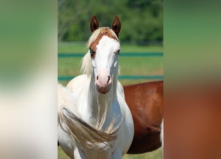 Paint Horse, Hengst, 1 Jahr, 150 cm, Overo-alle-Farben