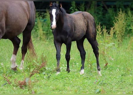 Paint Horse, Hengst, 1 Jahr, 150 cm, Rappe