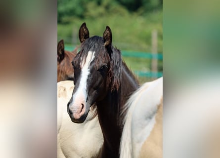 Paint Horse, Hengst, 1 Jahr, 150 cm, Rappe