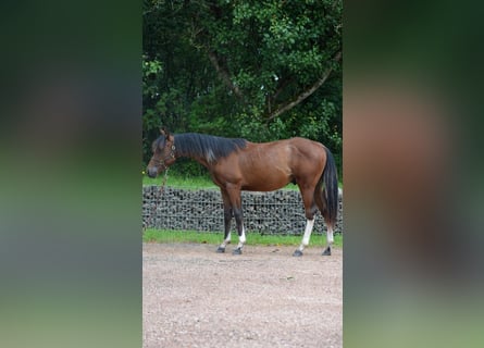 Paint Horse, Hengst, 1 Jahr, 150 cm, Schecke