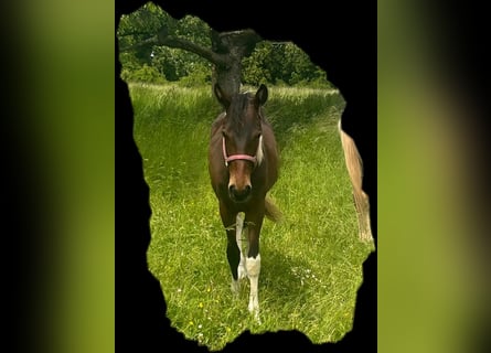 Paint Horse, Hengst, 1 Jahr, 150 cm, Tobiano-alle-Farben