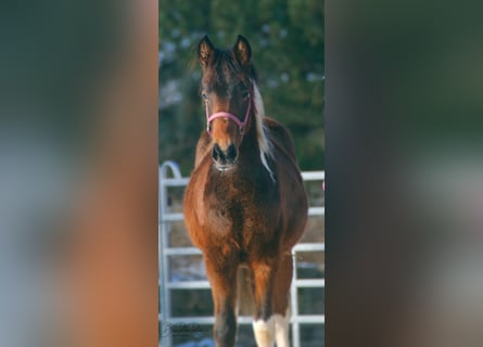 Paint Horse, Hengst, 1 Jahr, 150 cm, Tobiano-alle-Farben