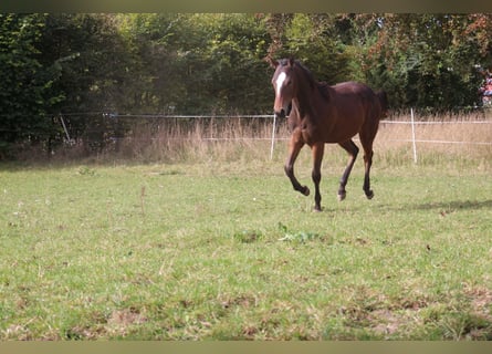 Paint Horse, Hengst, 1 Jahr, 152 cm, Brauner