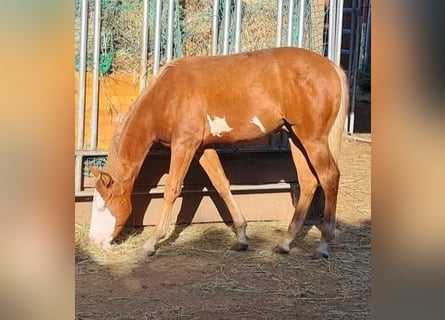 Paint Horse, Hengst, 1 Jahr, 152 cm, Overo-alle-Farben