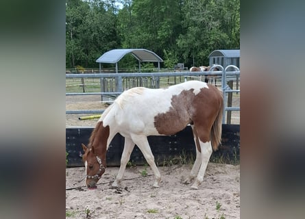 Paint Horse, Hengst, 1 Jahr, 152 cm, Tobiano-alle-Farben