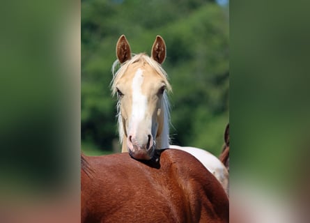 Paint Horse, Hengst, 1 Jahr, 153 cm, Champagne