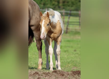 Paint Horse, Hengst, 1 Jahr, 153 cm, Champagne