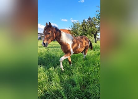 Paint Horse, Hengst, 1 Jahr, 154 cm, Schecke