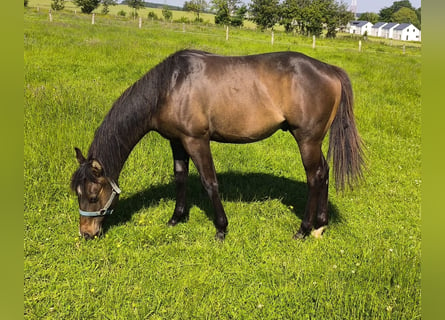 Paint Horse, Hengst, 1 Jahr, 155 cm, Schwarzbrauner