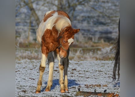 Paint Horse, Hengst, 1 Jahr, 155 cm, Tobiano-alle-Farben