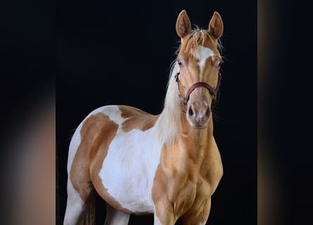 Paint Horse, Hengst, 1 Jahr, 155 cm, Tobiano-alle-Farben