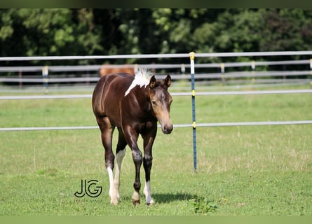 Paint Horse, Hengst, 1 Jahr, 158 cm, Buckskin