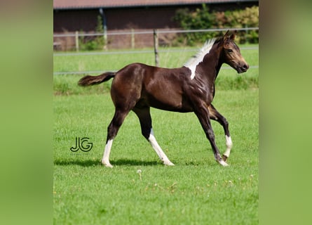 Paint Horse, Hengst, 1 Jahr, 158 cm, Tobiano-alle-Farben