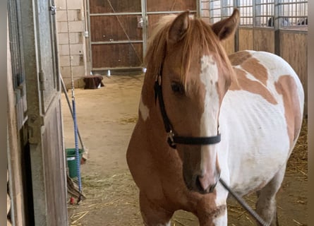 Paint Horse Mix, Hengst, 2 Jaar, 150 cm, Gevlekt-paard