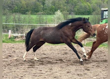 Paint Horse, Hengst, 2 Jaar, 150 cm, Gevlekt-paard