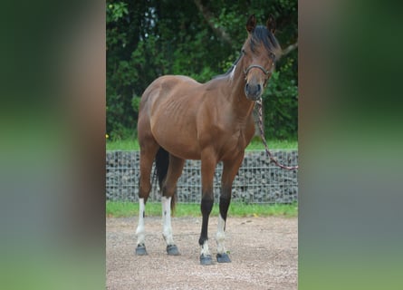 Paint Horse, Hengst, 2 Jahre, 150 cm, Schecke