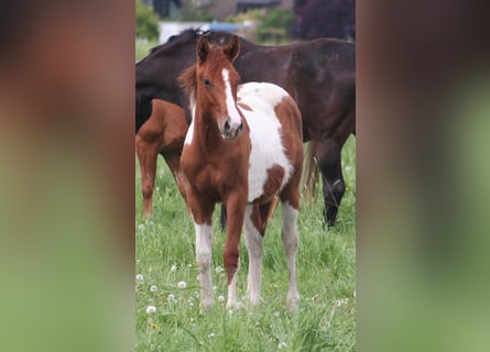 Paint Horse, Hengst, 2 Jahre, 154 cm, Dunkelfuchs