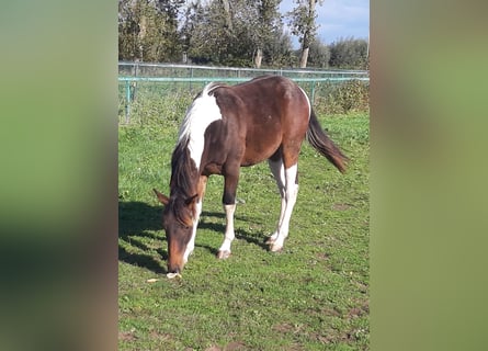 Paint Horse, Hengst, 2 Jahre, 155 cm, Tobiano-alle-Farben