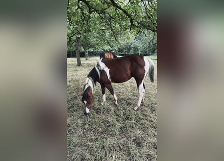 Paint Horse, Hengst, 3 Jaar, 150 cm, Tobiano-alle-kleuren