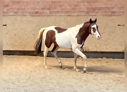 Paint Horse, Hengst, 3 Jahre, 152 cm, Tobiano-alle-Farben