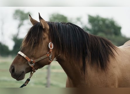 Paint Horse, Hengst, 3 Jahre