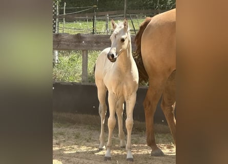 Paint Horse, Hengst, , 145 cm, Buckskin