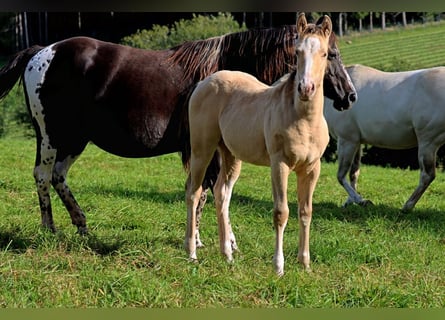 Paint Horse, Hengst, Fohlen (05/2023), 150 cm, Champagne
