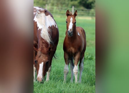 Paint Horse, Hengst, Fohlen (06/2024), 150 cm, Tobiano-alle-Farben