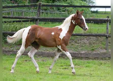 Paint Horse, Hengst, Fohlen (02/2025), 152 cm, Tobiano-alle-Farben