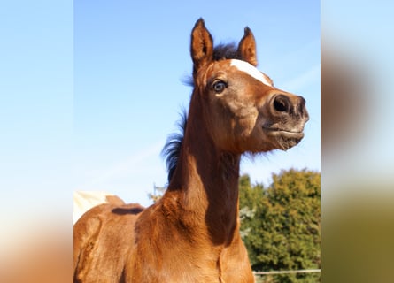 Paint Horse Mix, Hengst, , 155 cm, Brauner