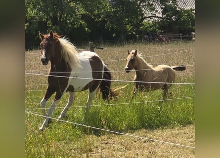 Paint Horse, Hengst, , 155 cm, Braunfalbschimmel
