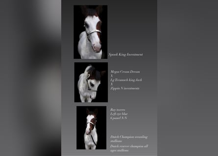 Paint Horse, Hengst, Fohlen (05/2023), 155 cm, Overo-alle-Farben