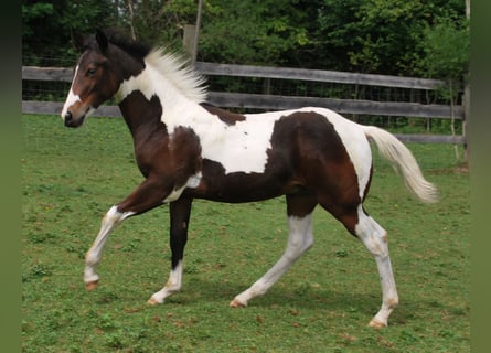Paint Horse, Hengst, Fohlen (03/2025), 160 cm