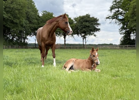 Paint Horse, Hengst, , Fuchs