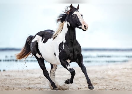 Paint Horse, Hengst, 8 Jahre, 152 cm, Rappe
