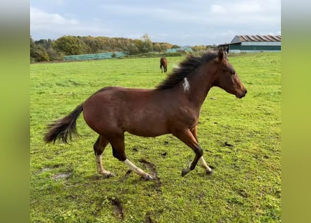 Paint Horse, Hengst, veulen (05/2023), 150 cm, Tobiano-alle-kleuren