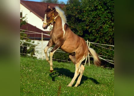 Paint Horse, Hengst, veulen (03/2024), 155 cm, Donkere-vos