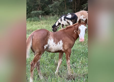 Paint Horse Mix, Hengst, Veulen (04/2025), 155 cm, Overo-alle-kleuren