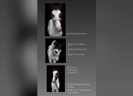 Paint Horse, Hengst, veulen (05/2023), 155 cm, Overo-alle-kleuren