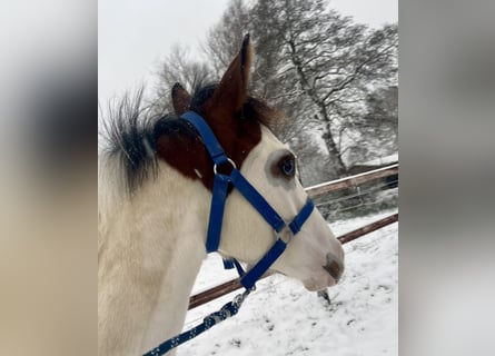 Paint Horse, Hengst, veulen (05/2023), 155 cm, Overo-alle-kleuren