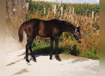 Paint Horse, Hengst, veulen (04/2023), 155 cm, Zwartbruin