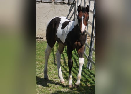 Paint Horse, Hengst, , 156 cm, Tobiano-alle-kleuren