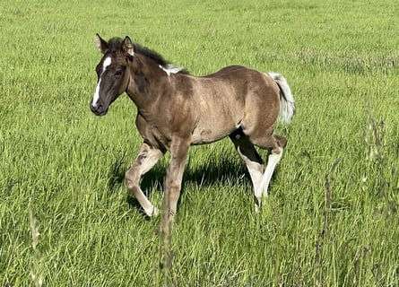 Paint Horse, Hengst, veulen (04/2024), Gevlekt-paard