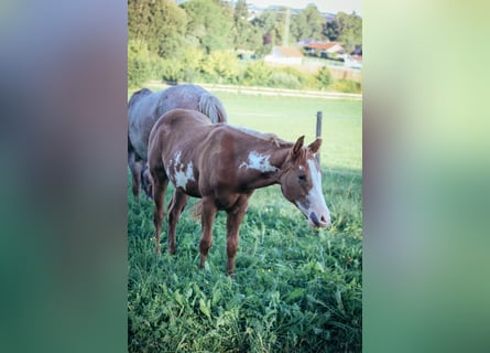 Paint Horse, Hengst, veulen (02/2023), Tobiano-alle-kleuren