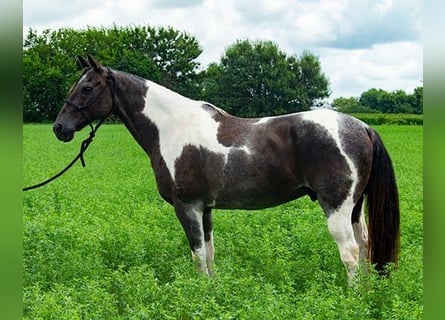 Paint Horse, Hongre, 10 Ans, 147 cm, Tobiano-toutes couleurs