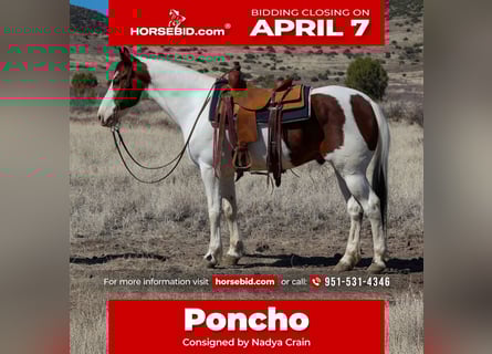 Paint Horse, Hongre, 10 Ans, 155 cm