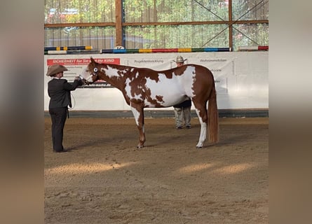 Paint Horse, Hongre, 11 Ans, 162 cm, Overo-toutes couleurs