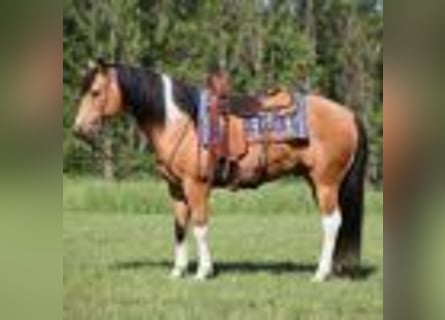 Paint Horse, Hongre, 12 Ans, 150 cm, Buckskin