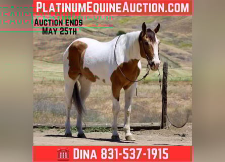 Paint Horse, Hongre, 13 Ans, 155 cm, Buckskin